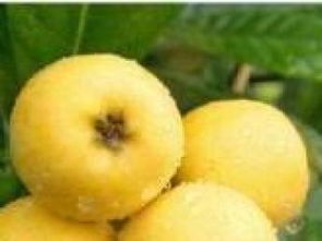 成都農(nóng)副產(chǎn)品專業(yè)配送 構(gòu)筑城市生活“鮮”通道